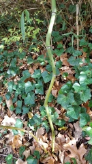 Phyllostachys aureosulcata