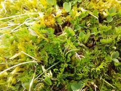 Chaerophyllum colensoi