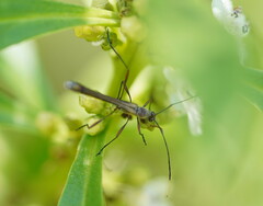 Enchoptera apicalis