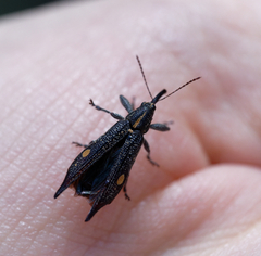 Rhinotia bidentata