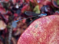 Nehalennia pallidula