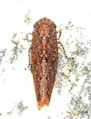 Paraphlepsius