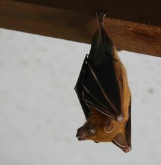 Cynopterus brachyotis