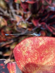 Nehalennia pallidula