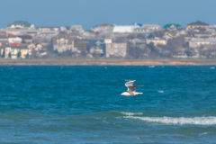 Chroicocephalus genei