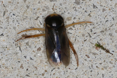 Corixinae