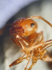 Crematogaster schmidti
