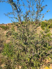 Malacomeles denticulata