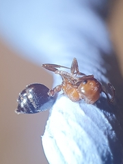 Crematogaster schmidti