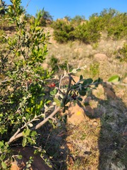 Malacomeles denticulata