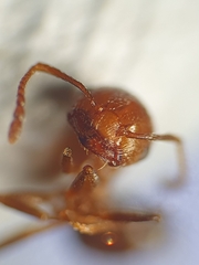 Crematogaster schmidti