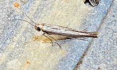 Scythrididae