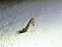 Caloptilia triadicae