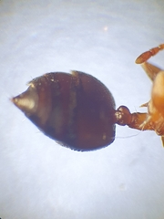 Crematogaster schmidti