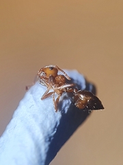 Crematogaster schmidti