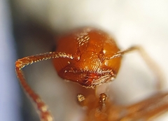 Crematogaster schmidti
