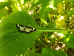 Heliomata cycladata