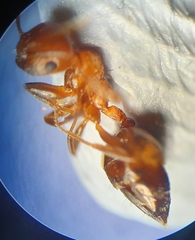 Crematogaster schmidti