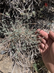 Eriogonum panamintense