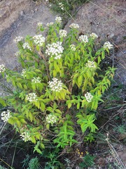 Ageratina brevipes