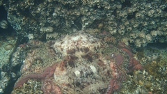 Enteroctopus dofleini