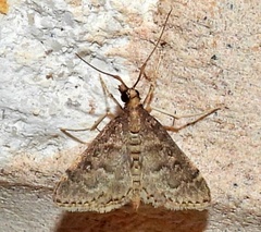 Steniodes declivalis