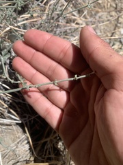 Eriogonum panamintense