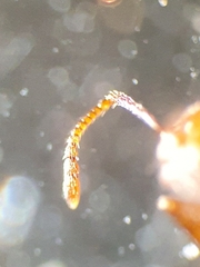 Crematogaster schmidti