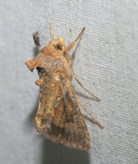 Chrysodeixis chalcites