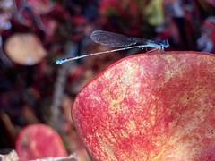 Nehalennia pallidula