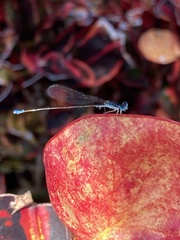 Nehalennia pallidula