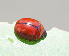 Paropsisterna rufobrunnea