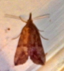 Hypena scabra