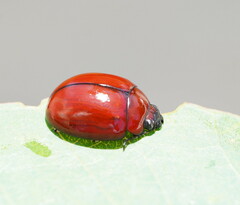 Paropsisterna rufobrunnea