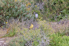 Ploceus velatus