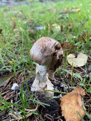 Amanita strobiliformis