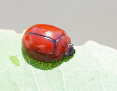 Paropsisterna rufobrunnea