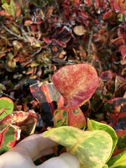 Nehalennia pallidula