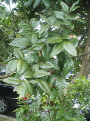 Alectryon excelsus grandis