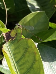 Nehalennia pallidula