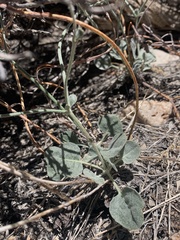 Eriogonum panamintense