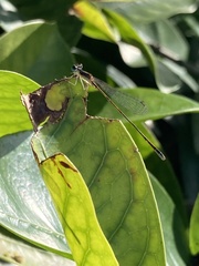 Nehalennia pallidula