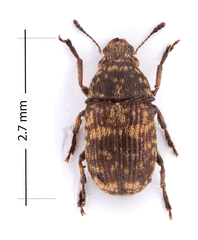 Eusphyrus walshi