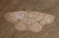 Isochromodes phyllira