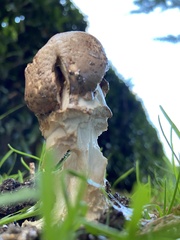 Amanita strobiliformis