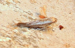 Scythrididae