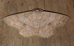 Isochromodes phyllira