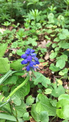 Muscari
