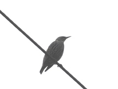 Sturnus vulgaris