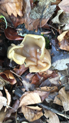 Helvella acetabulum